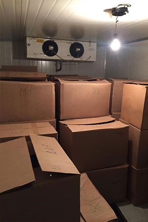 Панты северного оленя