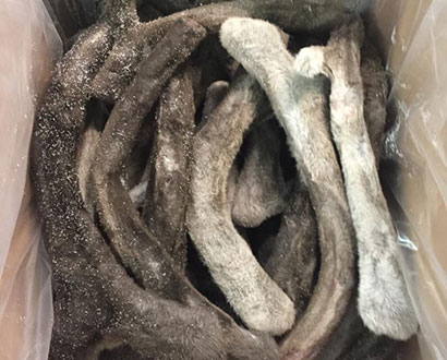 Панты северного оленя