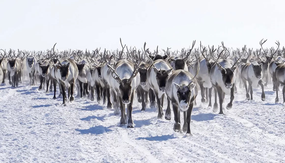 Северные олени